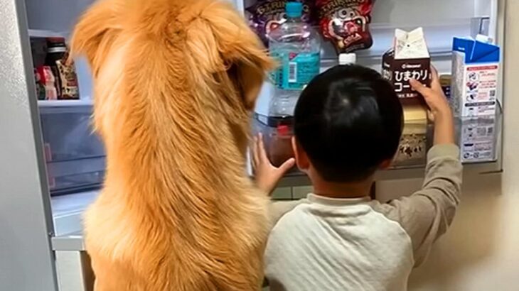 冷蔵庫を一緒にのぞく『5歳の男の子と大型犬』→3年後…素敵すぎる『成長した光景』が251万再生「温かい気持ちになる」「最高に微笑ましい」(ブログ)