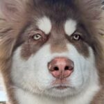 お出かけでウキウキな大型犬を『病院に連れて行った』結果→疲れ果ててしまい…あからさますぎる『態度の違い』に爆笑「労働後の自分かとｗｗ」(ブログ)