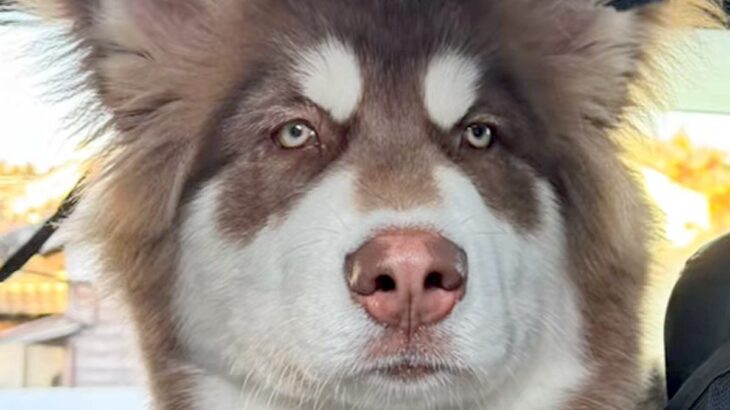 お出かけでウキウキな大型犬を『病院に連れて行った』結果→疲れ果ててしまい…あからさますぎる『態度の違い』に爆笑「労働後の自分かとｗｗ」(ブログ)