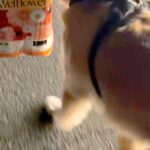買い物帰り『大きな荷物』を持って歩いていたら、大型犬が…あまりにも頼もしい光景が300万再生「旦那に見習ってほしい」「お目にかかりたい」(ブログ)