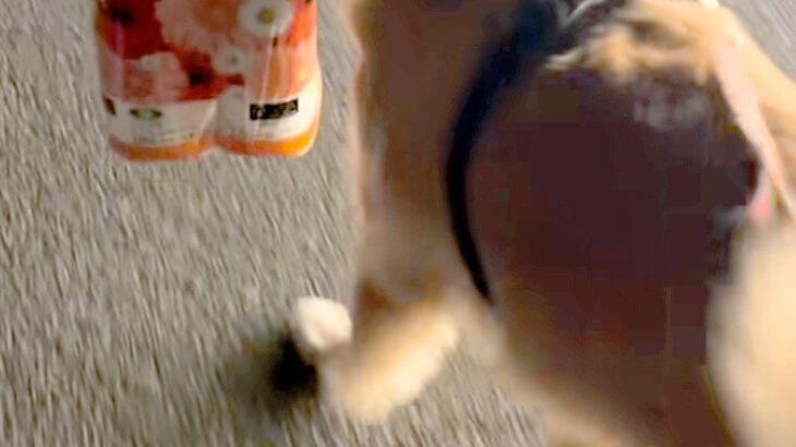 買い物帰り『大きな荷物』を持って歩いていたら、大型犬が…あまりにも頼もしい光景が300万再生「旦那に見習ってほしい」「お目にかかりたい」(ブログ)