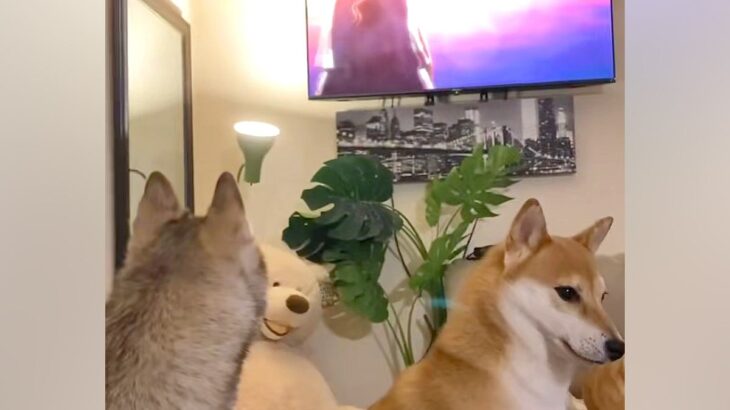 犬たちとアニメ『ワンピース』を鑑賞→キャラが登場した次の瞬間…『大混乱に陥る光景』が68万再生「覇気感じてて草」「まったりから一転ｗｗ」(ブログ)