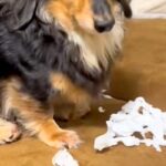 イタズラをした犬に『犯人ですか？』と問いただした結果→わかりやすすぎる『態度と表情』が31万再生「可愛い犯人」「叱れないｗｗ」と反響(ブログ)