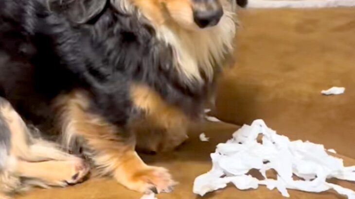 イタズラをした犬に『犯人ですか？』と問いただした結果→わかりやすすぎる『態度と表情』が31万再生「可愛い犯人」「叱れないｗｗ」と反響(ブログ)