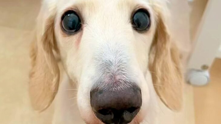 『邪魔者でごめんなさい』部屋に閉じ込められた挙句、ダンボールで塞がれ生活していた犬…壮絶な過去と現在が116万再生「涙…」「辛かったね」(ブログ)