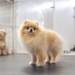 『ペットホテル』に預けられた犬の過ごし方とは？事前に知っておくべき注意点まで(ブログ)