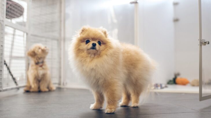 『ペットホテル』に預けられた犬の過ごし方とは？事前に知っておくべき注意点まで(ブログ)