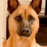 『犬と飼い主は似るって言うけど…』夫とワンコの顔を比較してみた結果→あまりにも似すぎている光景が106万再生「想像以上で草」「兄弟？ｗ」(ブログ)