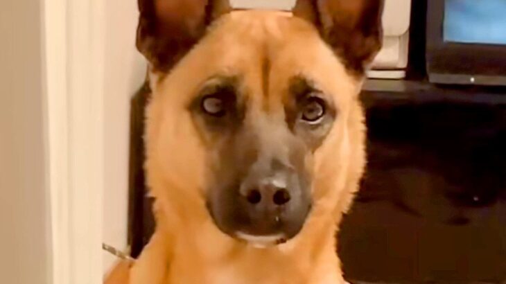 『犬と飼い主は似るって言うけど…』夫とワンコの顔を比較してみた結果→あまりにも似すぎている光景が106万再生「想像以上で草」「兄弟？ｗ」(ブログ)