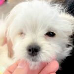 『売れない』と言われた『片目が無い犬』を発見→気になり何度も会いに行って…涙あふれる『まさかの展開』に感動「素晴らしい出会い」「天使」(ブログ)