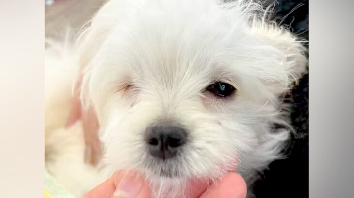 『売れない』と言われた『片目が無い犬』を発見→気になり何度も会いに行って…涙あふれる『まさかの展開』に感動「素晴らしい出会い」「天使」(ブログ)