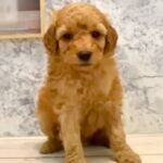 『3万円で売れ残っていたボサボサの犬』を飼った結果…表情が全く違う『感動的な結末』が401万再生「心にグッときた」「幸せでよかった」(ブログ)