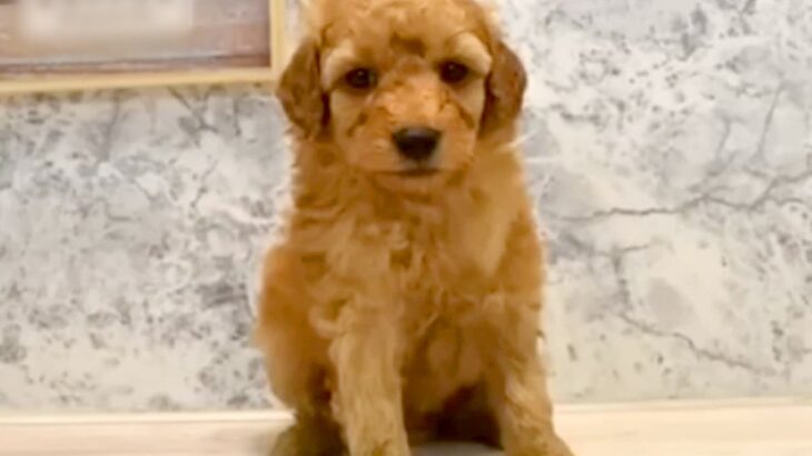 『3万円で売れ残っていたボサボサの犬』を飼った結果…表情が全く違う『感動的な結末』が401万再生「心にグッときた」「幸せでよかった」(ブログ)