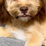 犬のトリミングで『部分的に残して、全体を短くして』とオーダーした結果→衝撃的な『仕上がり』に反響「落ち武者で草」「笑いが止まらんｗｗ」(ブログ)