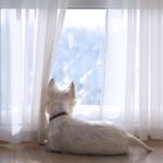 犬が不安になってしまう『留守番環境』５選　外出前に必ずすべき安全対策とは？(ブログ)