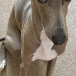 パッキングをしていたら、なぜか犬が『上目遣い』で見てきて…あまりにも愛おしい『まさかの光景』に1万いいね「健気…」「おねだり顔が可愛い」(ブログ)