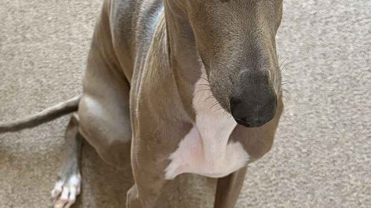 パッキングをしていたら、なぜか犬が『上目遣い』で見てきて…あまりにも愛おしい『まさかの光景』に1万いいね「健気…」「おねだり顔が可愛い」(ブログ)