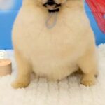 トリマーさんから『カット後の犬の写真』を送ってもらった結果→理想とは程遠い『別犬のような表情』が28万再生「吹いた」「どすこいｗｗ」(ブログ)
