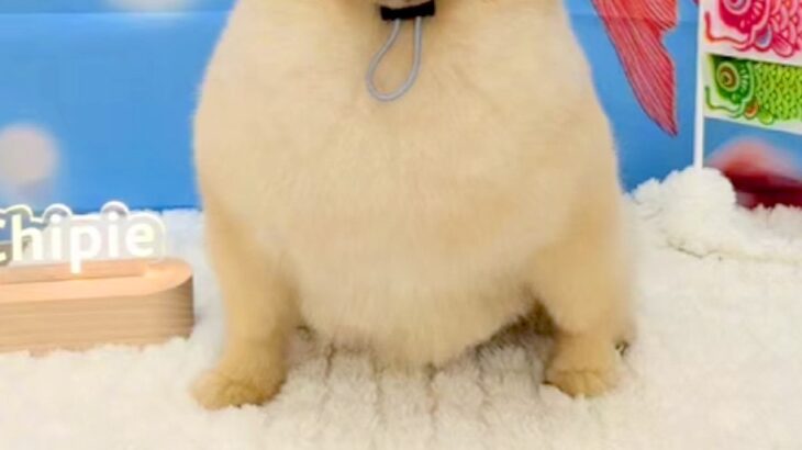 トリマーさんから『カット後の犬の写真』を送ってもらった結果→理想とは程遠い『別犬のような表情』が28万再生「吹いた」「どすこいｗｗ」(ブログ)