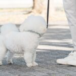 犬が散歩中に『他人を気にする』理由4つ　歩くのに集中させたい場合はどうしたらいいの？(ブログ)