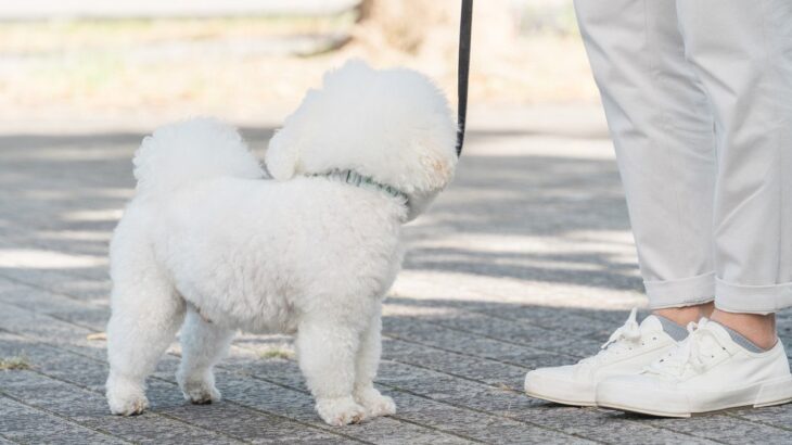 犬が散歩中に『他人を気にする』理由4つ　歩くのに集中させたい場合はどうしたらいいの？(ブログ)