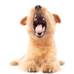 犬が『あくび』をする理由4つ　眠いだけじゃない？注意すべき状態まで(ブログ)
