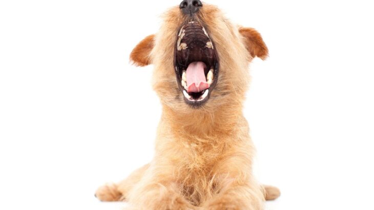 犬が『あくび』をする理由4つ　眠いだけじゃない？注意すべき状態まで(ブログ)