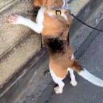 散歩中の犬が『壁の向こうにワンコがいる』と気付いた結果→『まさかの探し方』が142万表示「全部チェックするのたまらん」「会えるといいね」(ブログ)