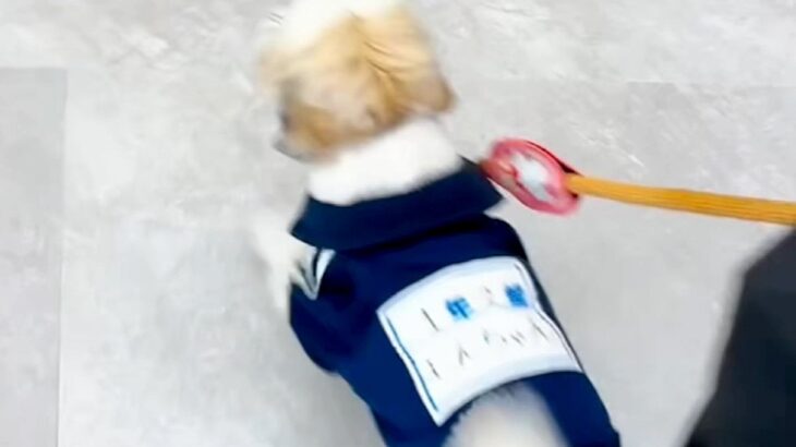 SNSで犬を投稿していたら、まさかの『初めてトリミングをしてくれたお姉さん』から連絡がきて…『感動の再会』に反響「涙出た」「素敵な話」(ブログ)