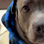 誕生日をお祝いしてもらう犬→浮かれていたら、もう1匹の犬が…まさかの『ブチキレている光景』に反響「悪い顔で草」「やきもちかな？ｗｗ」(ブログ)