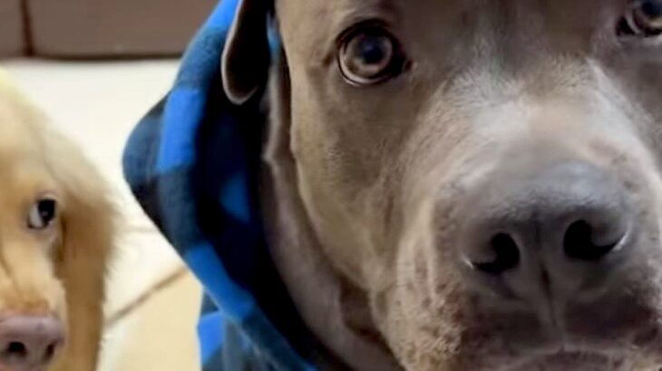 誕生日をお祝いしてもらう犬→浮かれていたら、もう1匹の犬が…まさかの『ブチキレている光景』に反響「悪い顔で草」「やきもちかな？ｗｗ」(ブログ)