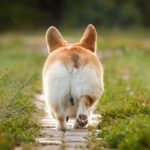 『短足な犬種』５選　足が短い犬との暮らしで飼い主が気をつけるべき対応とは？(ブログ)