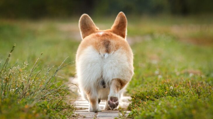 『短足な犬種』５選　足が短い犬との暮らしで飼い主が気をつけるべき対応とは？(ブログ)