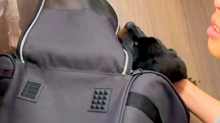 息子の12歳の誕生日に、内緒で『子犬を飼った』結果→見た瞬間に感情が溢れ出して…感動的な光景に反響「泣いて…なんて幸せ」「成長が楽しみ」(ブログ)