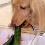冷蔵庫から『きゅうり』を盗んだ犬→なぜか振り返ってきて…つい許してしまう『まさかの光景』が47万再生「確認するの草」「見てるの可愛いｗ」(ブログ)