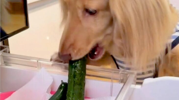 冷蔵庫から『きゅうり』を盗んだ犬→なぜか振り返ってきて…つい許してしまう『まさかの光景』が47万再生「確認するの草」「見てるの可愛いｗ」(ブログ)