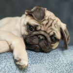 『ニオイが強い』犬種5選　主な原因や体臭を減らすためのお手入れポイントまで(ブログ)
