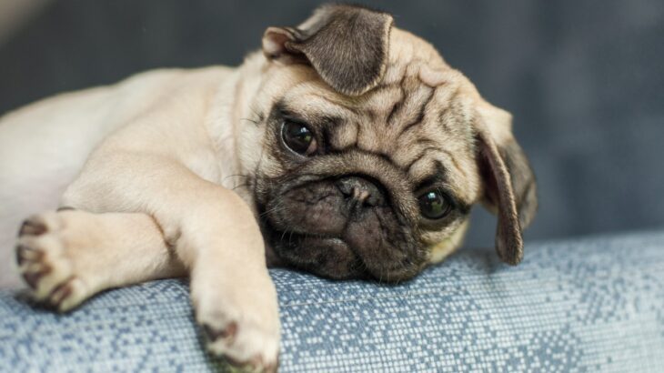 『ニオイが強い』犬種5選　主な原因や体臭を減らすためのお手入れポイントまで(ブログ)