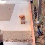 しばらく入院することになった女性→大きな荷物を抱えて外に出たら、犬が待っていて…胸打たれる光景が89万再生「涙が出た…」「なんて健気」(ブログ)