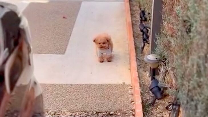 しばらく入院することになった女性→大きな荷物を抱えて外に出たら、犬が待っていて…胸打たれる光景が89万再生「涙が出た…」「なんて健気」(ブログ)