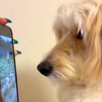 昼間、ドッグランに出かけた大型犬→撮影していた映像を見せてあげると…子供のような『尊い光景』が23万再生「可愛くて泣ける」「天才すぎ」(ブログ)
