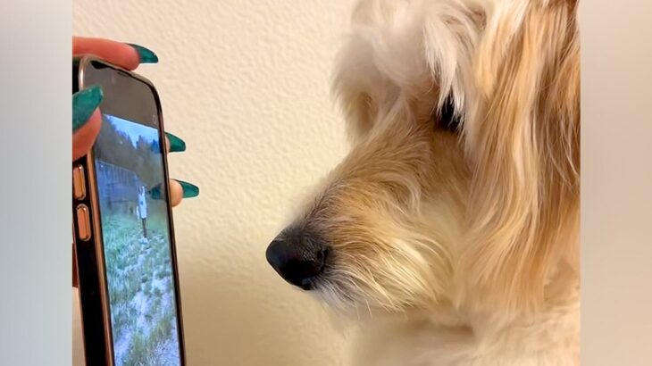 昼間、ドッグランに出かけた大型犬→撮影していた映像を見せてあげると…子供のような『尊い光景』が23万再生「可愛くて泣ける」「天才すぎ」(ブログ)