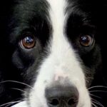 赤ちゃんのズボンを脱がしていたら『世界一賢いと言われる犬』が…気が利き過ぎている『まさかの光景』に12万いいね「すごい」「なんて賢い子」(ブログ)