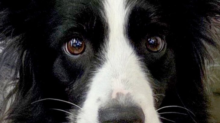 赤ちゃんのズボンを脱がしていたら『世界一賢いと言われる犬』が…気が利き過ぎている『まさかの光景』に12万いいね「すごい」「なんて賢い子」(ブログ)