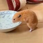 脱走したハムスターが『犬の水を飲んだ』結果→後ろで犬が見ていて…想定外の展開で見せた『困惑の様子』が38万再生「見守るの可愛いｗｗ」(ブログ)