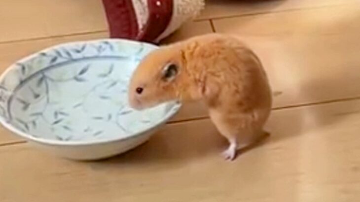 脱走したハムスターが『犬の水を飲んだ』結果→後ろで犬が見ていて…想定外の展開で見せた『困惑の様子』が38万再生「見守るの可愛いｗｗ」(ブログ)