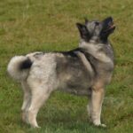 ノルウェジアン・ブーフント｜犬種の特徴と性格、飼い方や価格相場まで解説(ブログ)