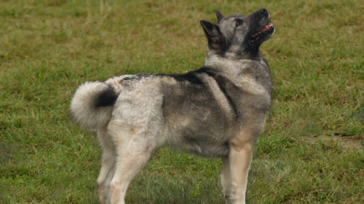 ノルウェジアン・ブーフント｜犬種の特徴と性格、飼い方や価格相場まで解説(ブログ)