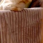 ソファにいる犬を隠し撮りした結果→なぜか『姿勢』が…まさかの『人間味が強すぎる光景』に反響「絶対に前世は人ｗ」「休日のお父さんで草」(ブログ)