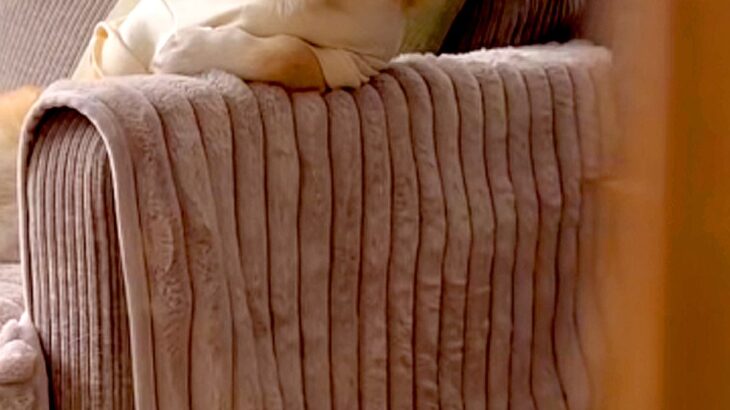 ソファにいる犬を隠し撮りした結果→なぜか『姿勢』が…まさかの『人間味が強すぎる光景』に反響「絶対に前世は人ｗ」「休日のお父さんで草」(ブログ)